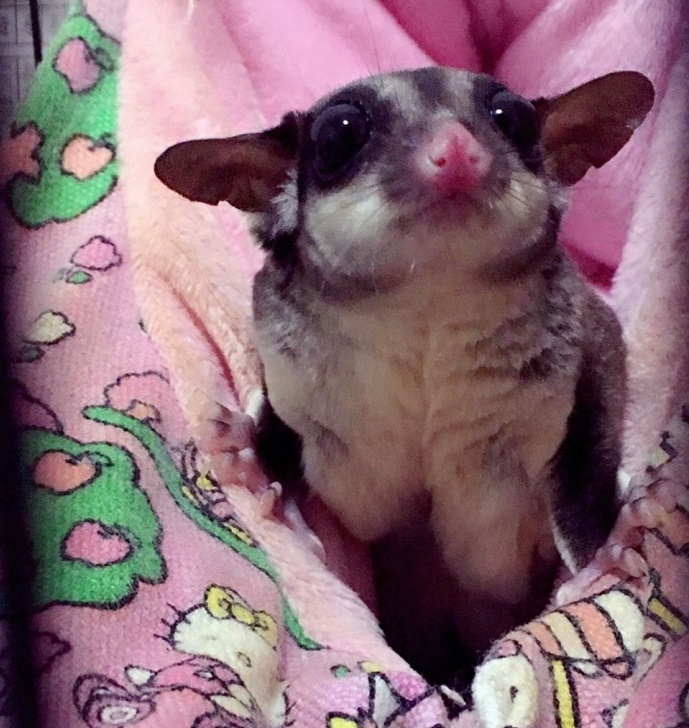 This is a sugar glider, not a flying squirrel