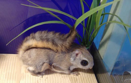 This is a flying squirrel, not a sugar glider