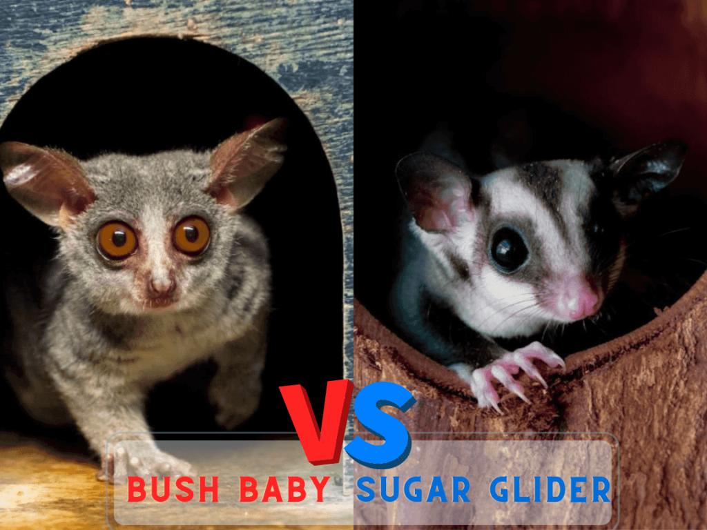 Bush baby vs sugar glider