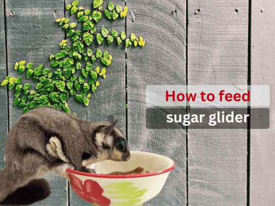 How to feed a sugar glider