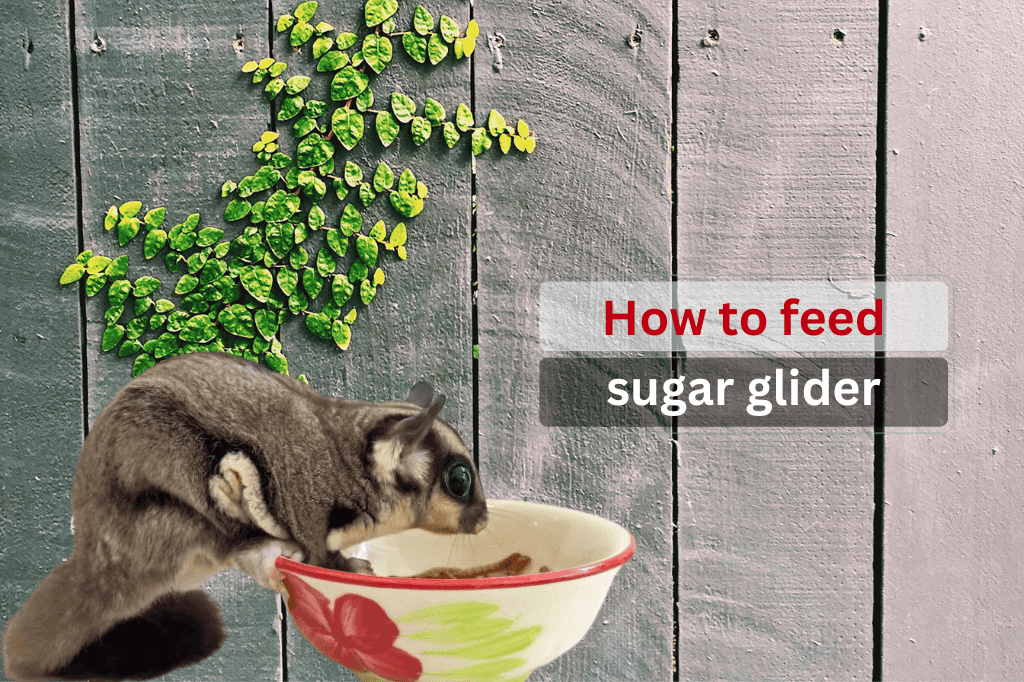 How to feed a sugar glider