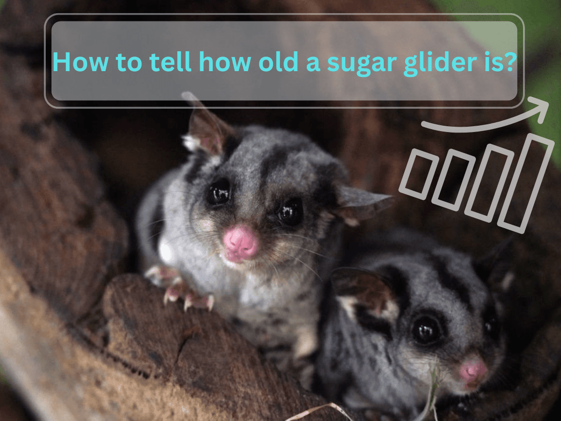 How to tell how old a sugar glider is