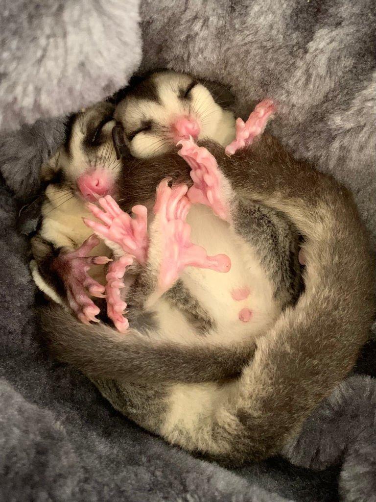 The sugar gliders sleep during the day