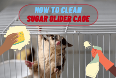 how to clean sugar glider cage