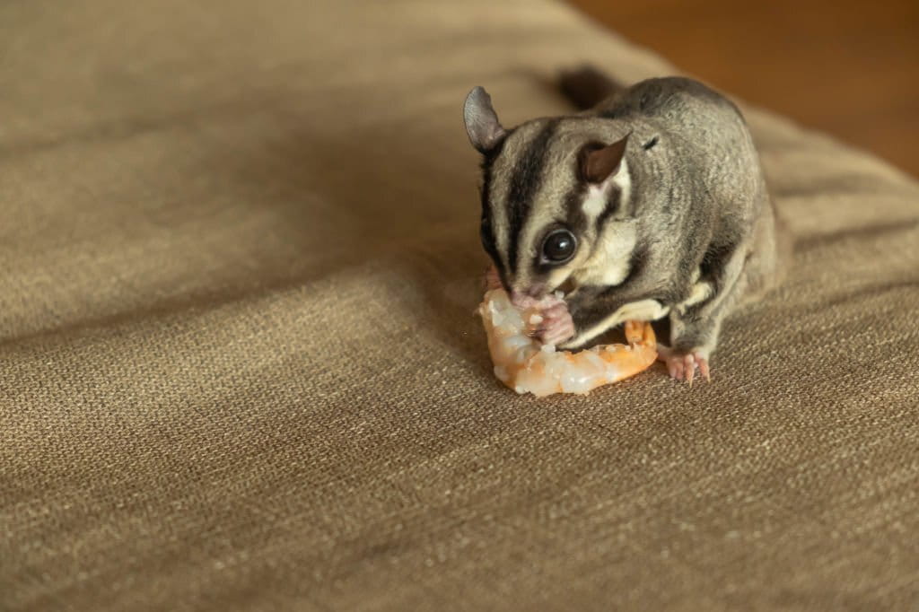 sugar glider eating food on the upholstery