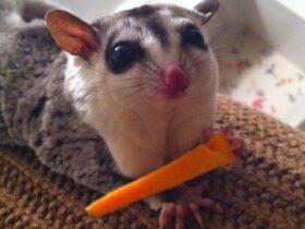 Can Sugar Gliders Eat Carrots?