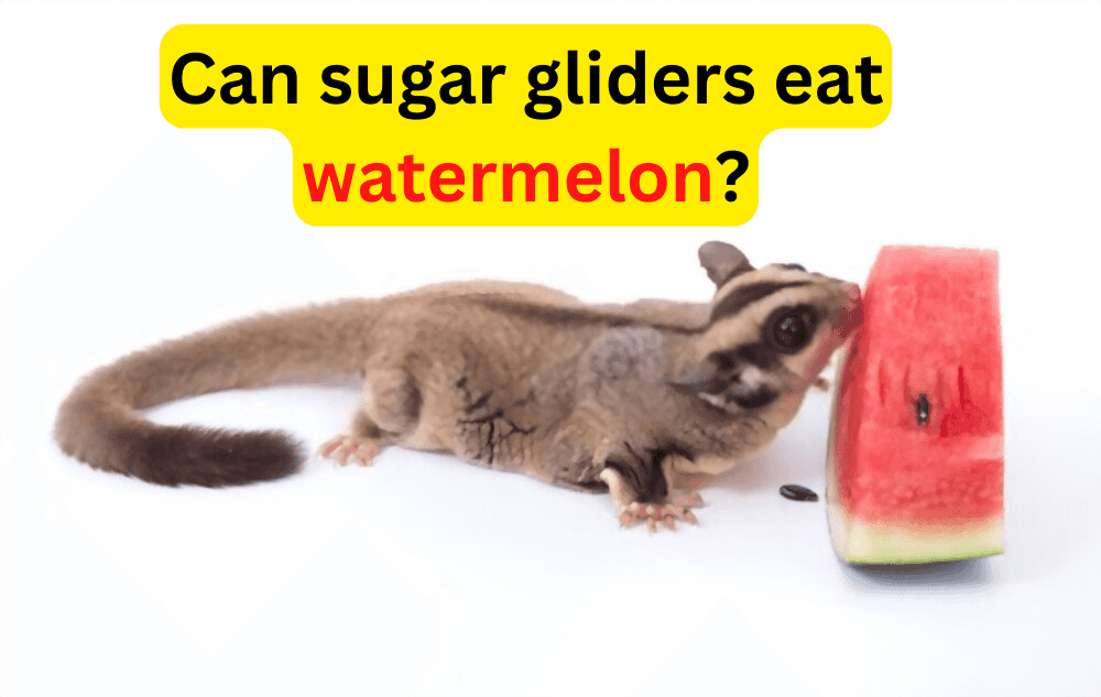 Can sugar gliders eat watermelon?