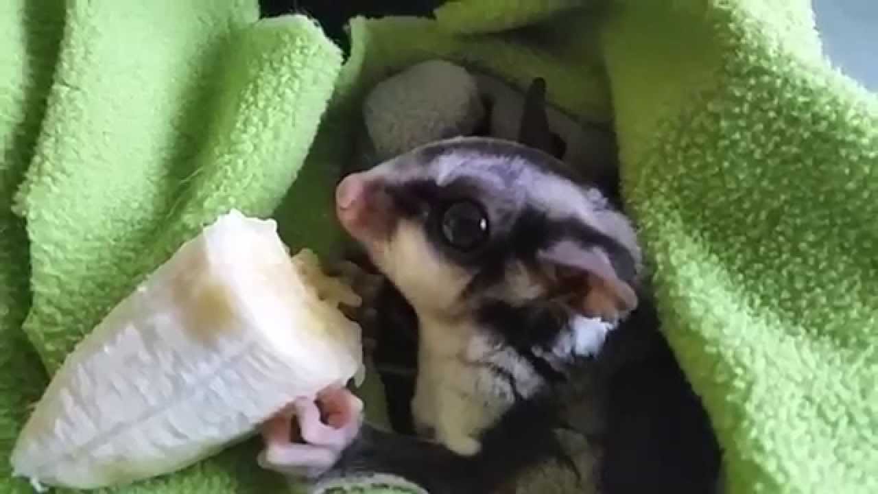 sugar glider eating a big banana