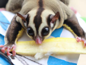 sugar glider eating banana
